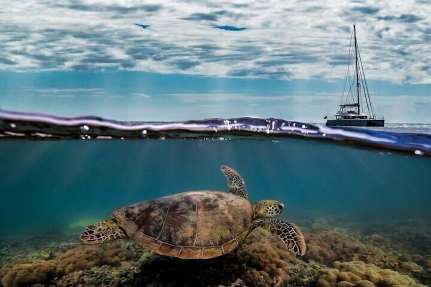 Great Barrier Reef Sailing and Snorkeling Cruise from Port Douglas