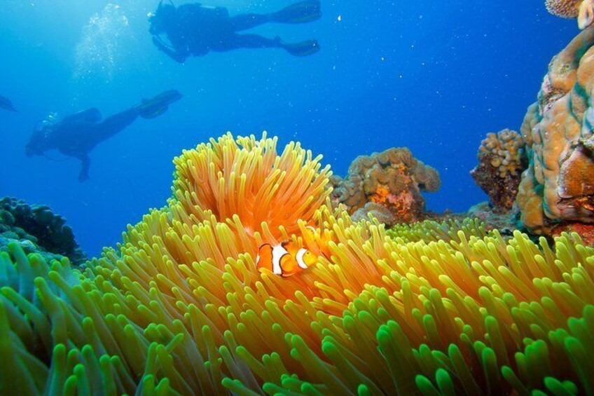 Calypso Outer Great Barrier Reef Cruise from Port Douglas