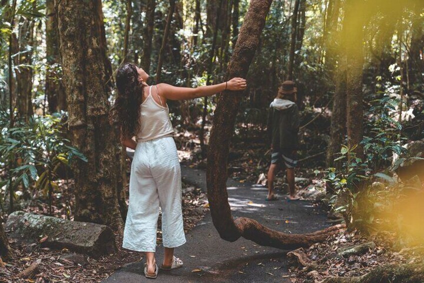 Springbrook andTamborine Rainforest Tour Incl Natural Bridge and Glow Worm Cave