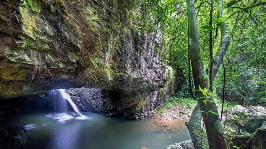 Springbrook and Tamborine Rainforest Tour including Natural Bridge and Glow Worm