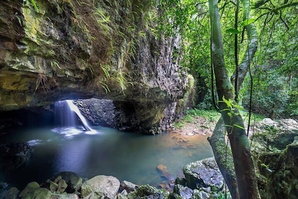 ナチュラルブリッジとグローワームの洞窟をめぐる、スプリングブルック国立公園・タンボリン熱帯雨林ツアー