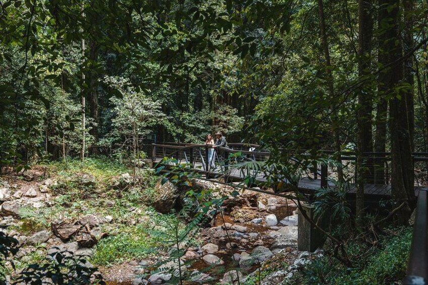 Springbrook andTamborine Rainforest Tour Incl Natural Bridge and Glow Worm Cave