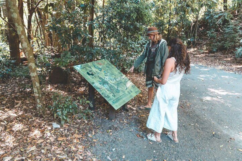 Springbrook andTamborine Rainforest Tour Incl Natural Bridge and Glow Worm Cave