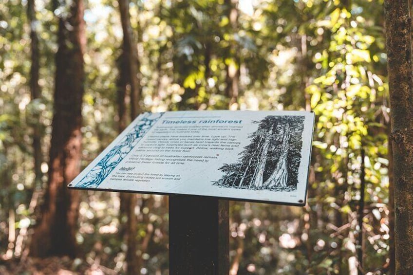 Springbrook andTamborine Rainforest Tour Incl Natural Bridge and Glow Worm Cave