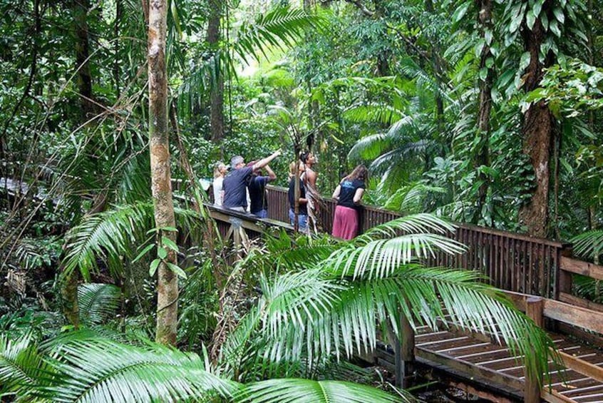 Rainforest walk