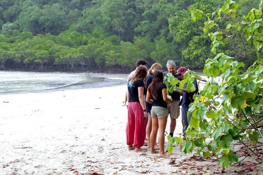 Rainforest beaches