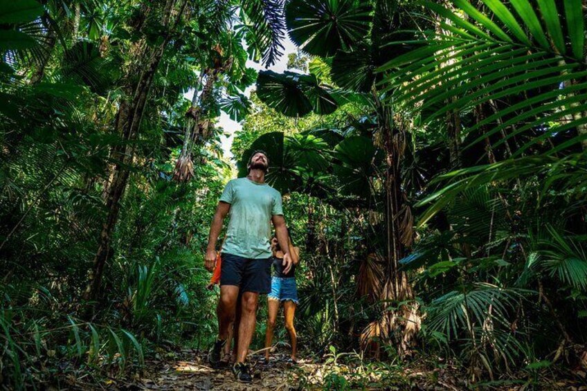 Rainforest walks