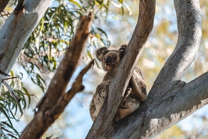 North Stradbroke Island Day Trip from Brisbane