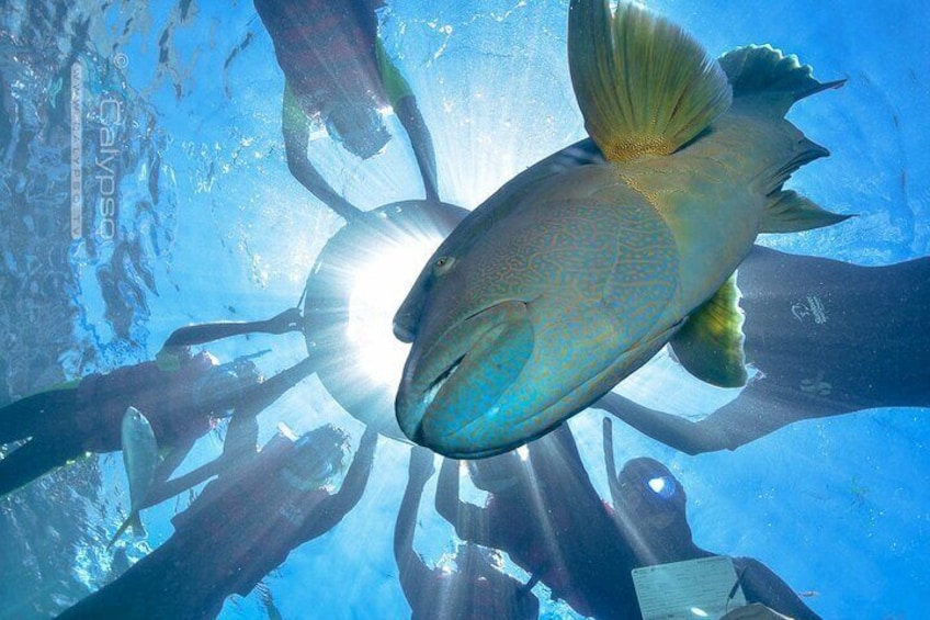 Guided Snorkel Tour (Optional Extra)