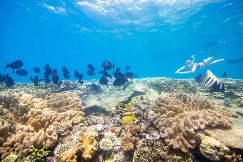 Snorkelling with colourful coral and marine life