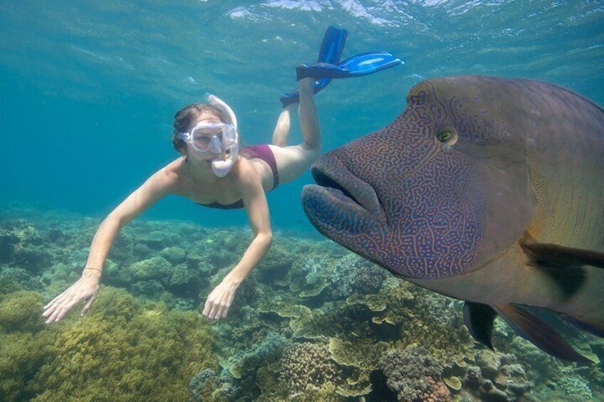 Snorkel with amazing marine life