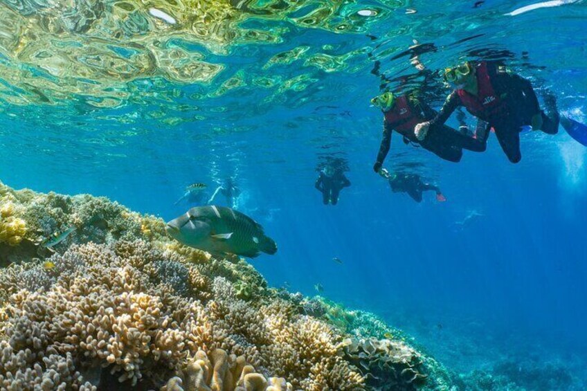 Snorkel with amazing marine life