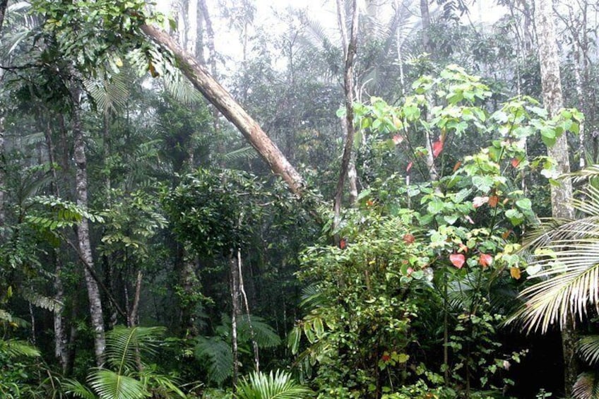 Atherton Tablelands Rainforest