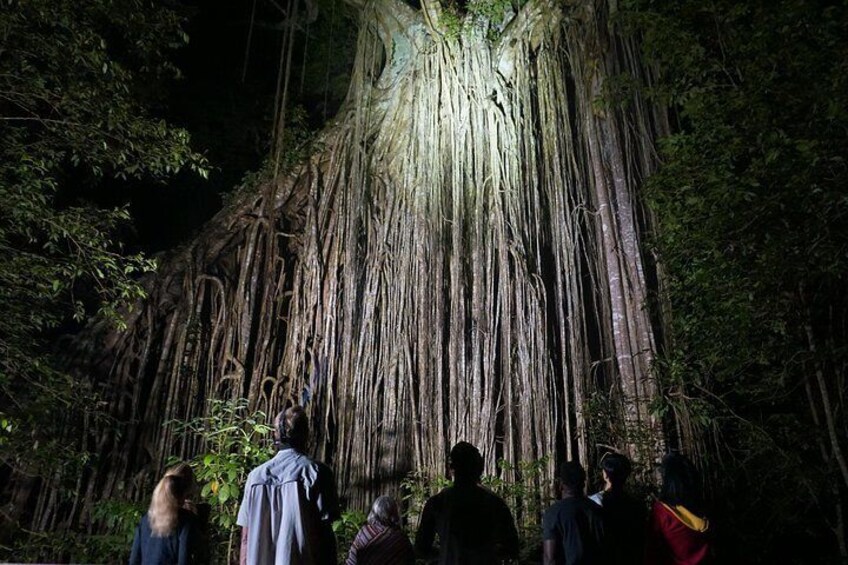 Curtain Fig Tree