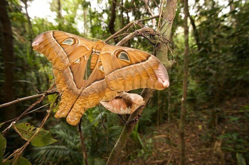 Hercules Moth