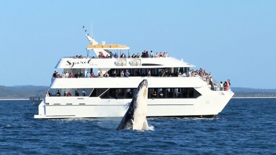 A lovely head lunge, just off the boat.