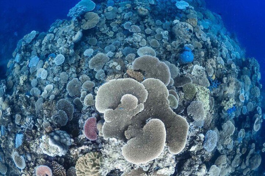 Outer Barrier Reef Sailing and Snorkeling Adventure from Port Douglas