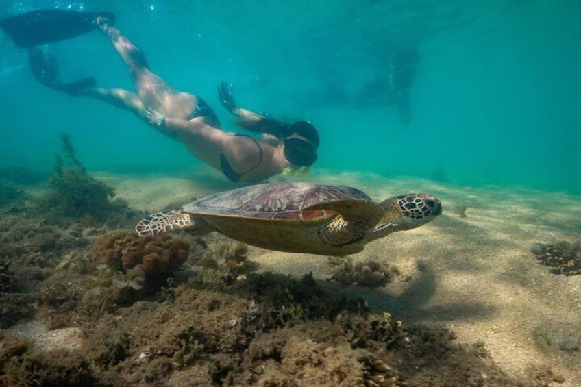 You may be lucky enough to swim with turtles