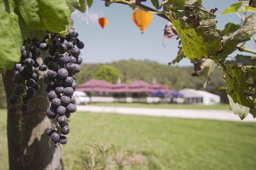 Hot Air Ballooning including Champagne Breakfast from the Gold Coast