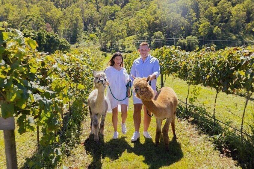 Gold Coast Hot Air Balloon + Winery Breakfast + Return Transfers