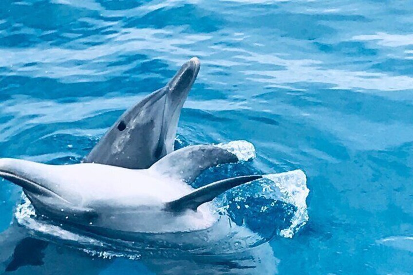 Dolphins can be seen on the tour