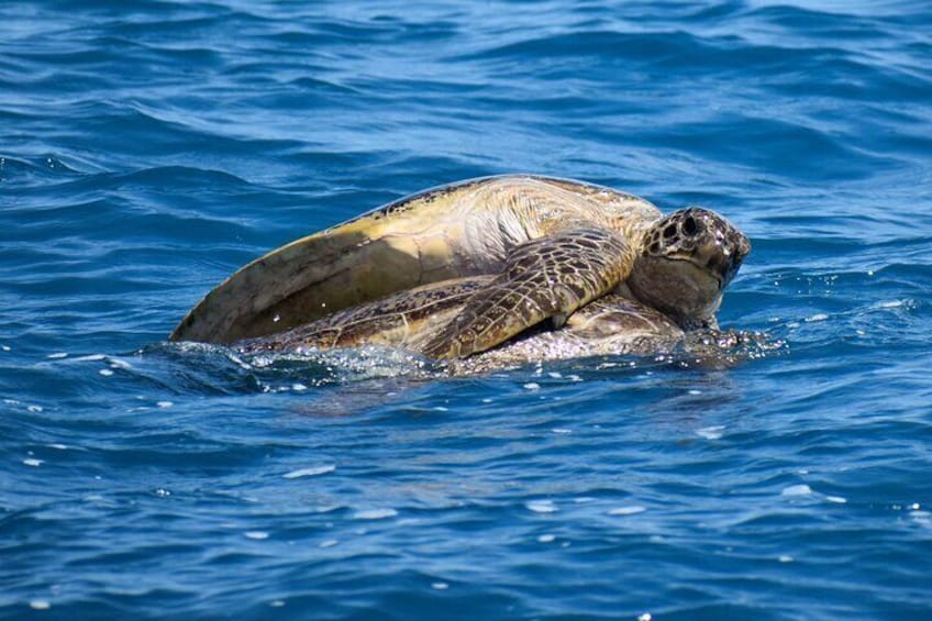 Turtles are often seen on the tour