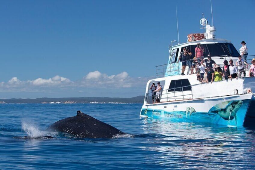 Three-Quarter Day Hervey Bay Premium Whale Watching Cruise