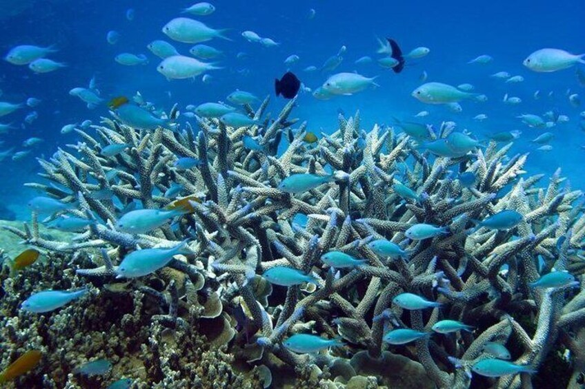 Experience amazing marine life on the Great Barrier Reef