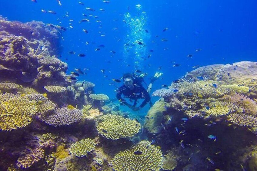 Dive deep and discover a array of corals on one of the seven wonders of the world