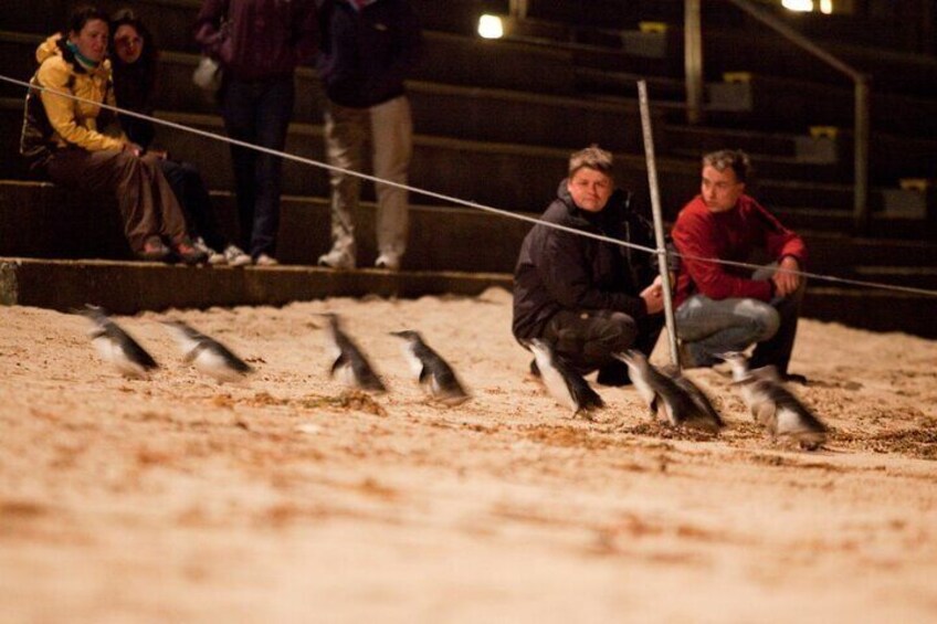 Small-Group Phillip Island Penguin Parade Day Tour from Melbourne