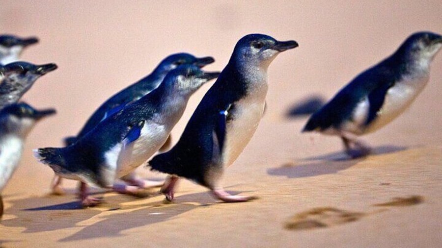 Small-Group Phillip Island Penguin Parade Day Tour from Melbourne