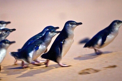 Small-Group Phillip Island Penguin Parade Day Tour from Melbourne