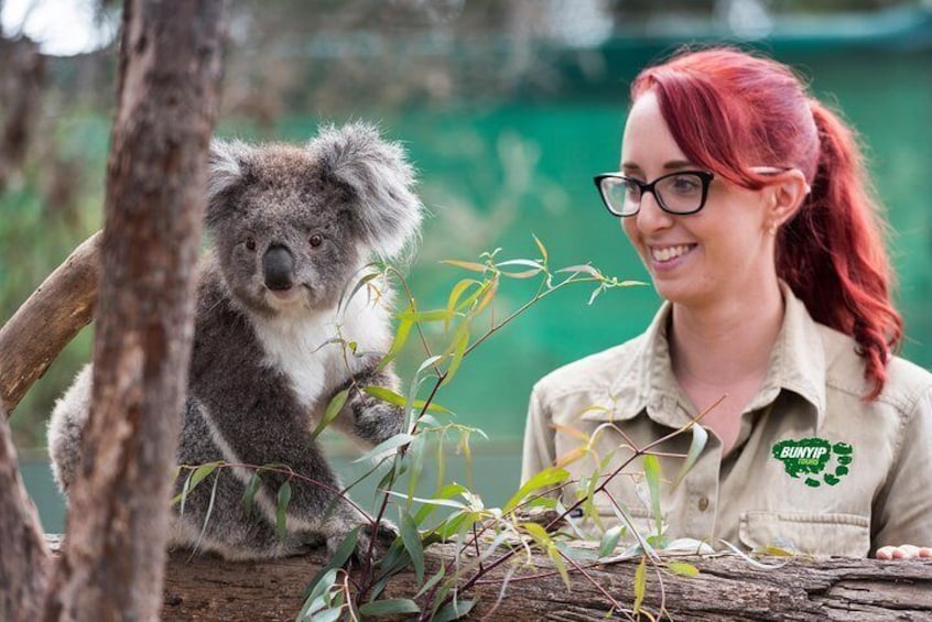 Koala Experience.