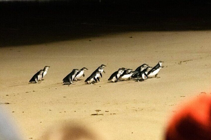 Small-Group Phillip Island Penguin Parade Day Tour from Melbourne