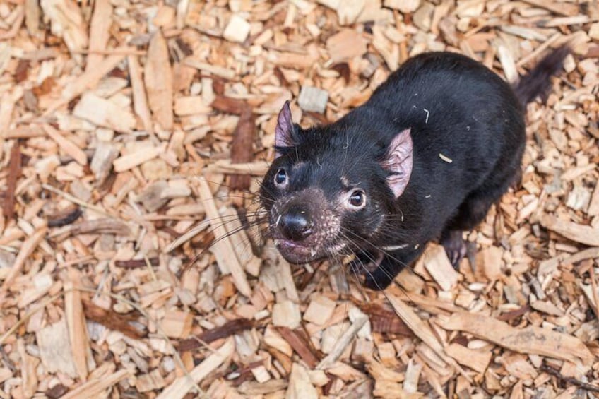 Tasmanian Devil at Moonlit Sanctuary