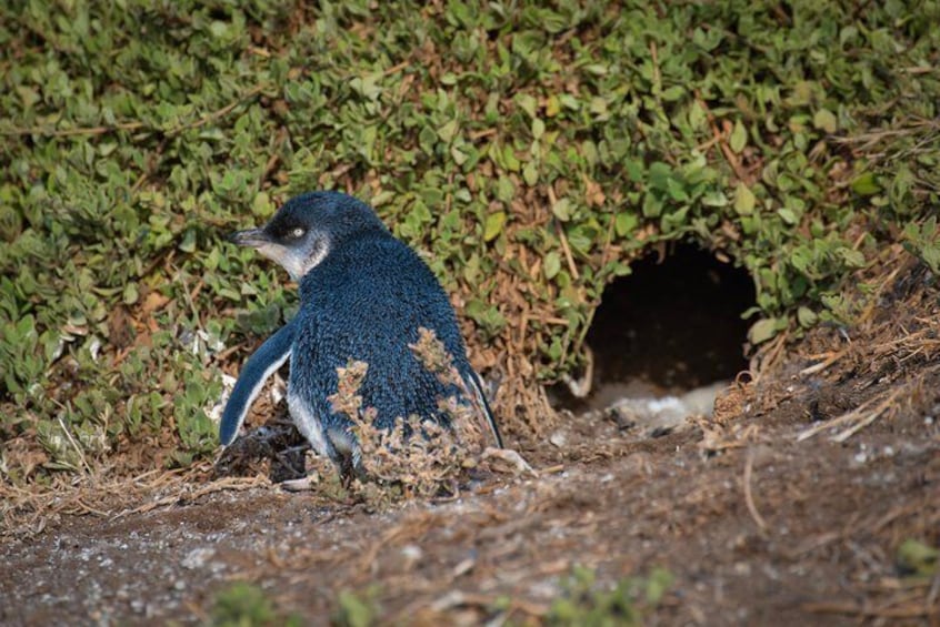 Penguin visiting its burrow