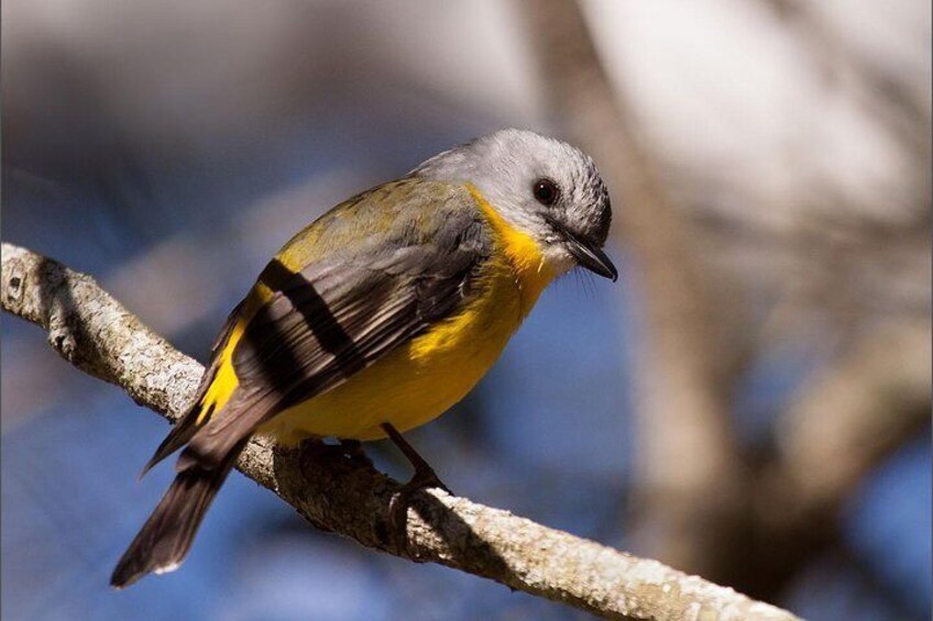 Yellow Robin spotted on the tour