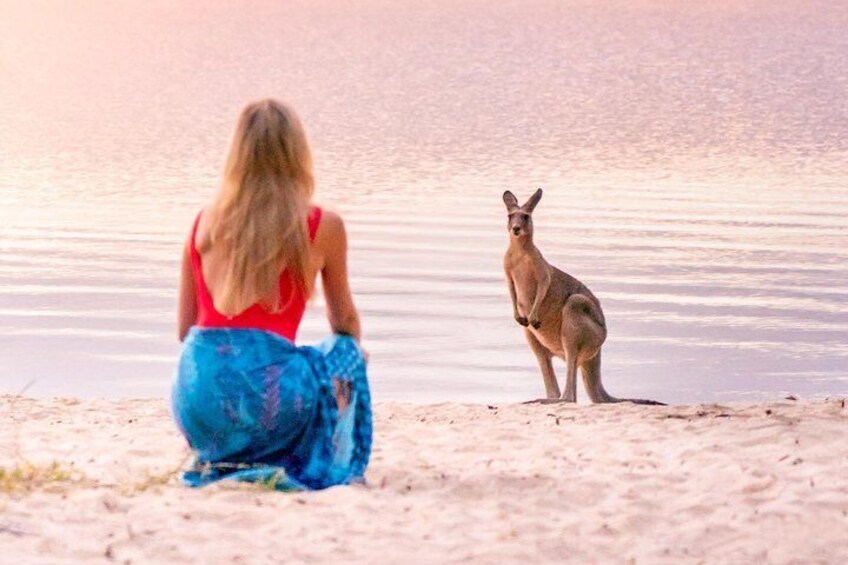 Kangaroo at Lake Cootharaba