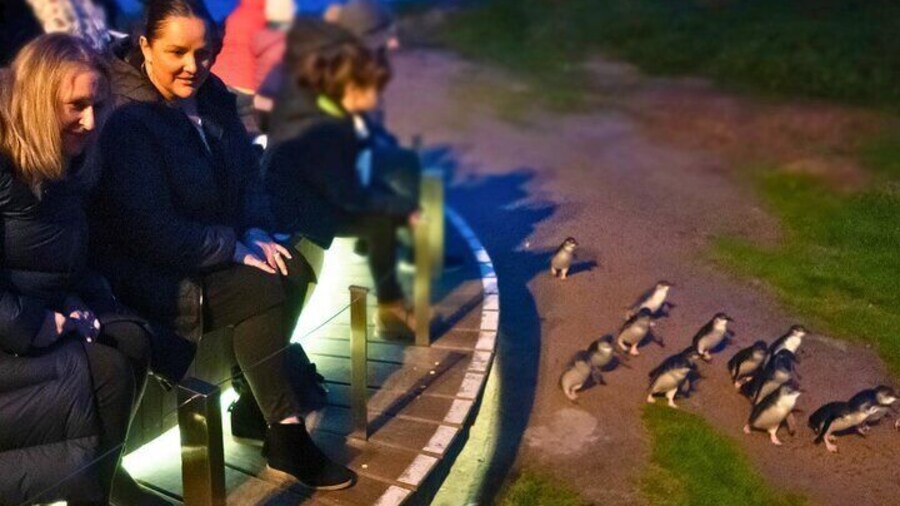 Phillip Island Penguin Parade Express Tour from Melbourne
