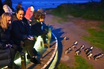 Phillip Island Penguin Parade Express Tour from Melbourne