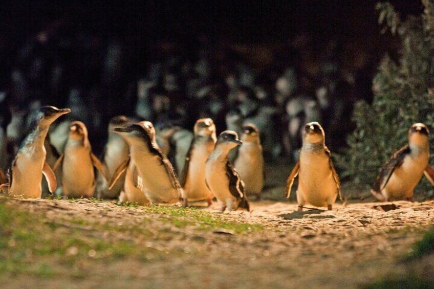 Phillip Island Penguin Parade Express Tour from Melbourne