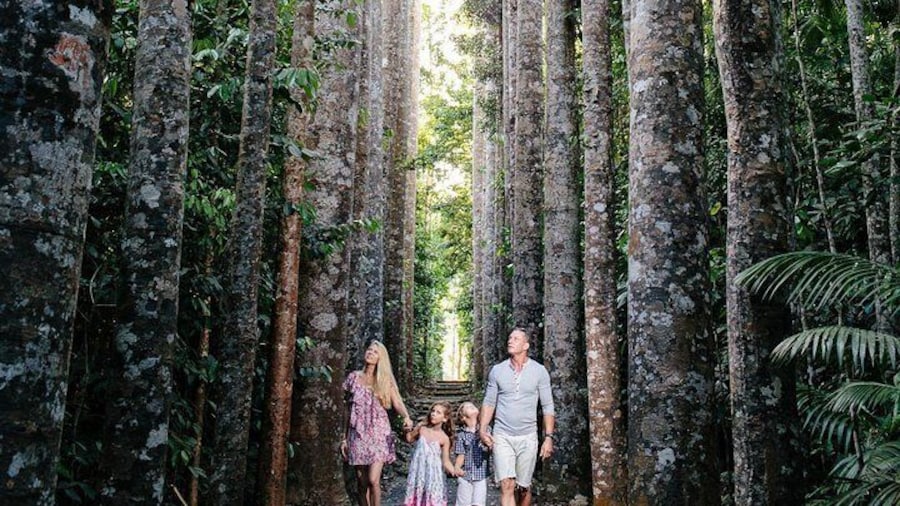Wander through the Giant Kauri Pines - Paronella Park