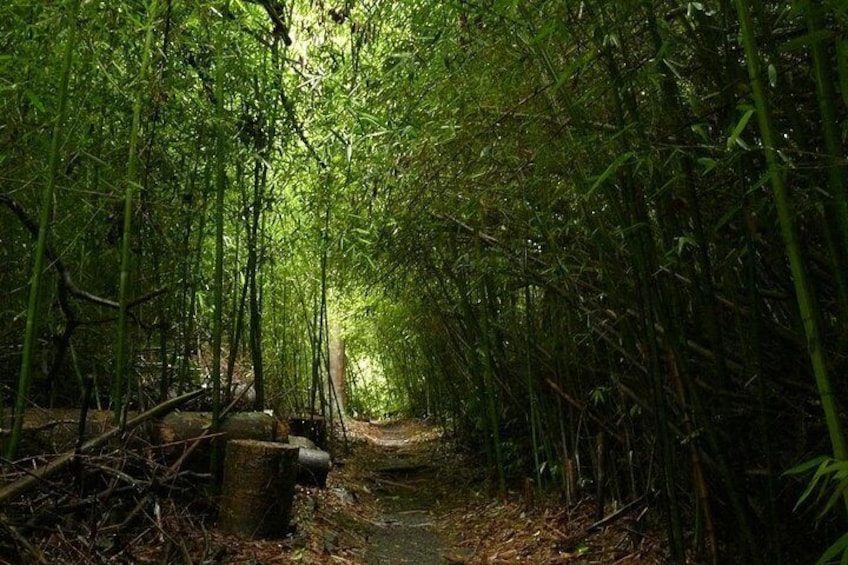Bamboo Forest at Paronella Park
