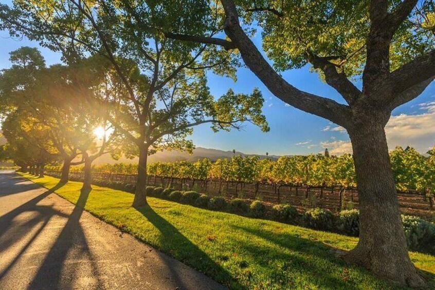 Visit the beautiful Swan Valley wine region
