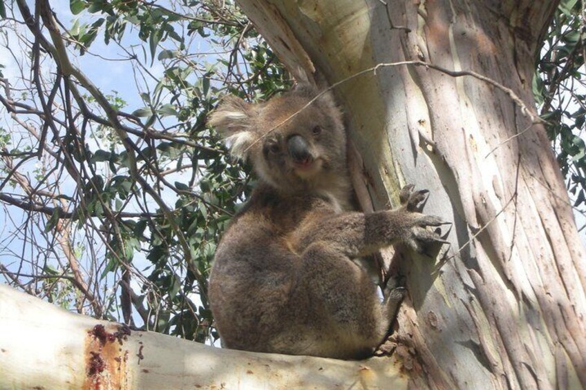 Koalas in the wild on the great ocean road