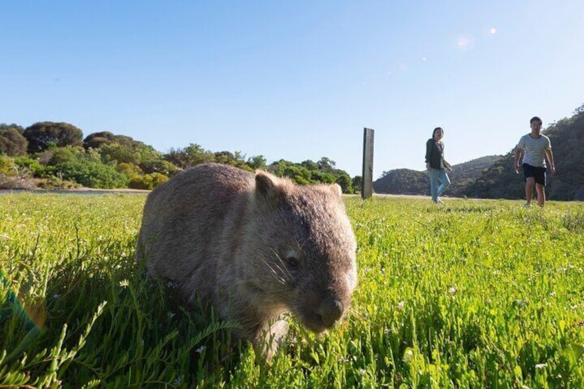 Wilsons Promontory Day Trip from Melbourne