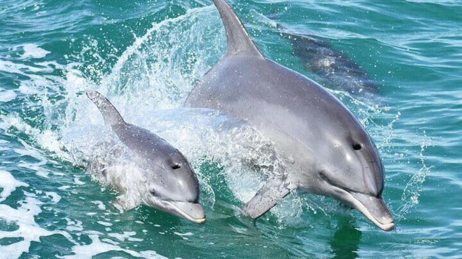Mandurah Dolphin Cruise and Views