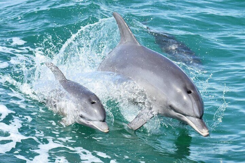 Mandurah Dolphin Cruise & Views