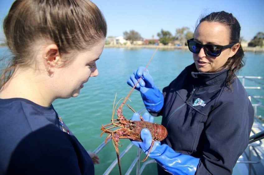 Meeting the on board lobsters
