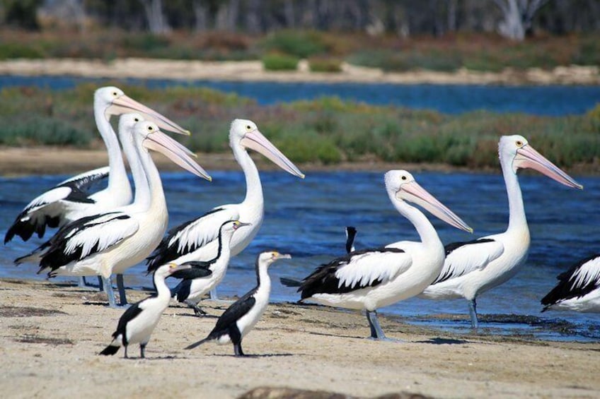 Pelicans and Cormorants are seen on most trips, living in the beautiful wetland waters